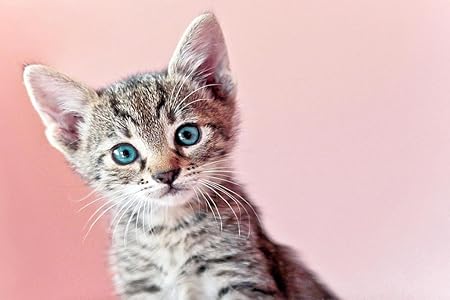 Amazon カメラのためにポーズをとっているかわいい赤ちゃん子猫子猫 300枚の木のパズル脳が美しいアクセサリーに挑戦します おもちゃ おもちゃ