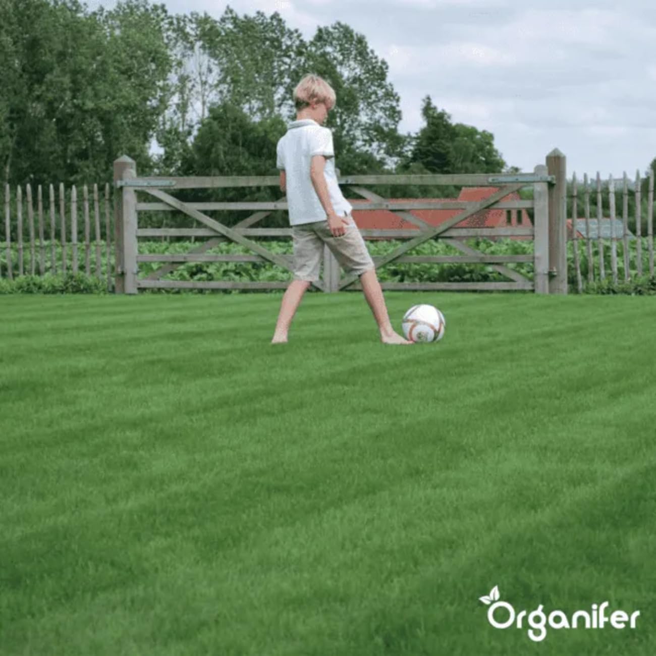 Organifer Graines De Gazon À Germination Rapide 1 Kg 50 M2 Pelouses Sportives