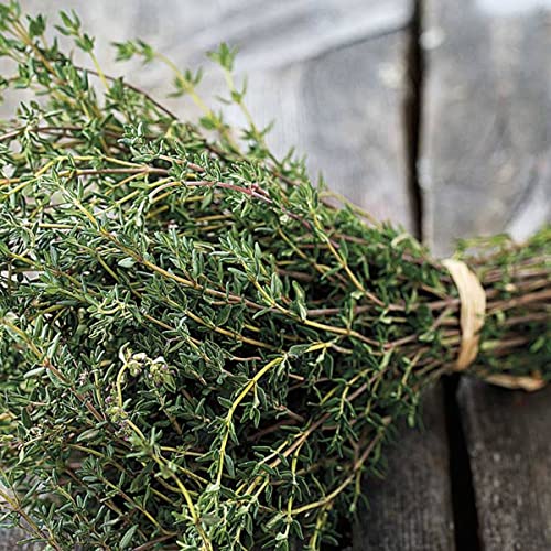 Sobre de Semillas de Plantas Aromáticas Tomillo Fácil de Cultivar Thymus