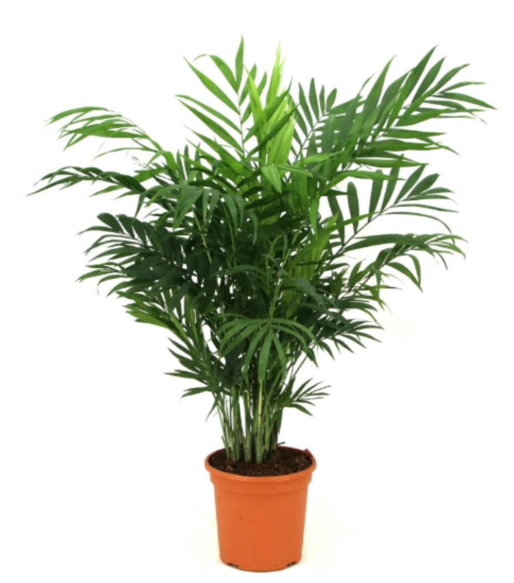 Planta natural Palmera Chamaedorea Elegans, 60 cm. Palmera de salón. Palmera pequeña de interior, elegante y resistente, con hojas verdes y finas, ideal para sombra. Segura Garden.