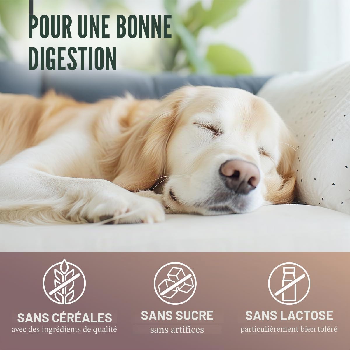 ReaVET Poudre d'estomac de qualité supérieure pour chiens - 300 g - Poudre de garniture alimentaire gastrique et intestinale avec écorce d'orme Slippery Elm Bark sans ébullition I Favorise la