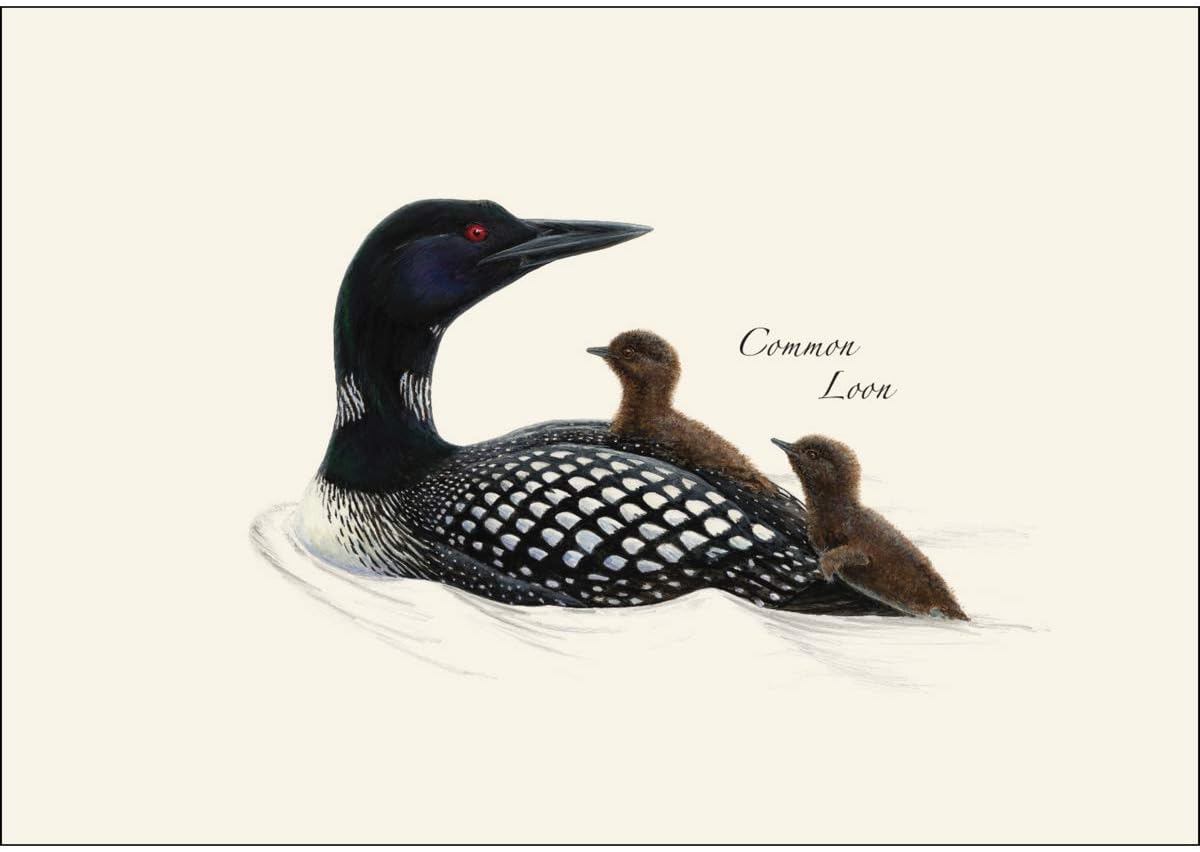 Earth Sky + Water - Loon Assortment Notecard Set - 8 Blank Cards with Envelopes (4 each of 2 styles)