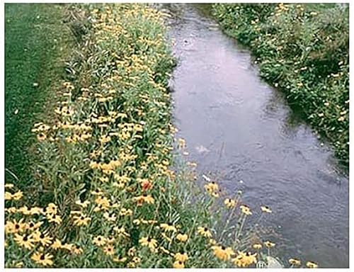 Mezcla de semillas de hierba y flores de prado húmedo