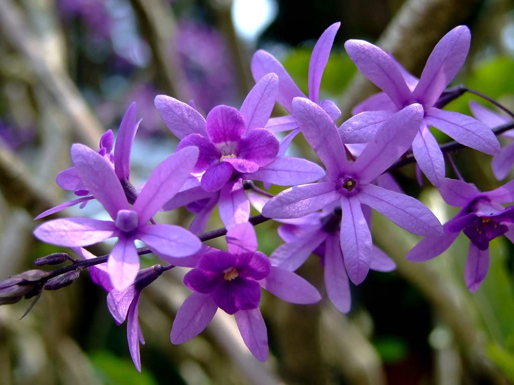 See full amazon price history chart for Petrea Volubilis | Purple Queen’s Wreath | Sandpaper | Nilmani | Flower Vine Plant Petrea Volubilis | Purple Queen’s Wreath | Sandpaper | Nilmani | Flower Vine Plant (B093YCCJRL) Amazon Price History, Amazon Price Tracker