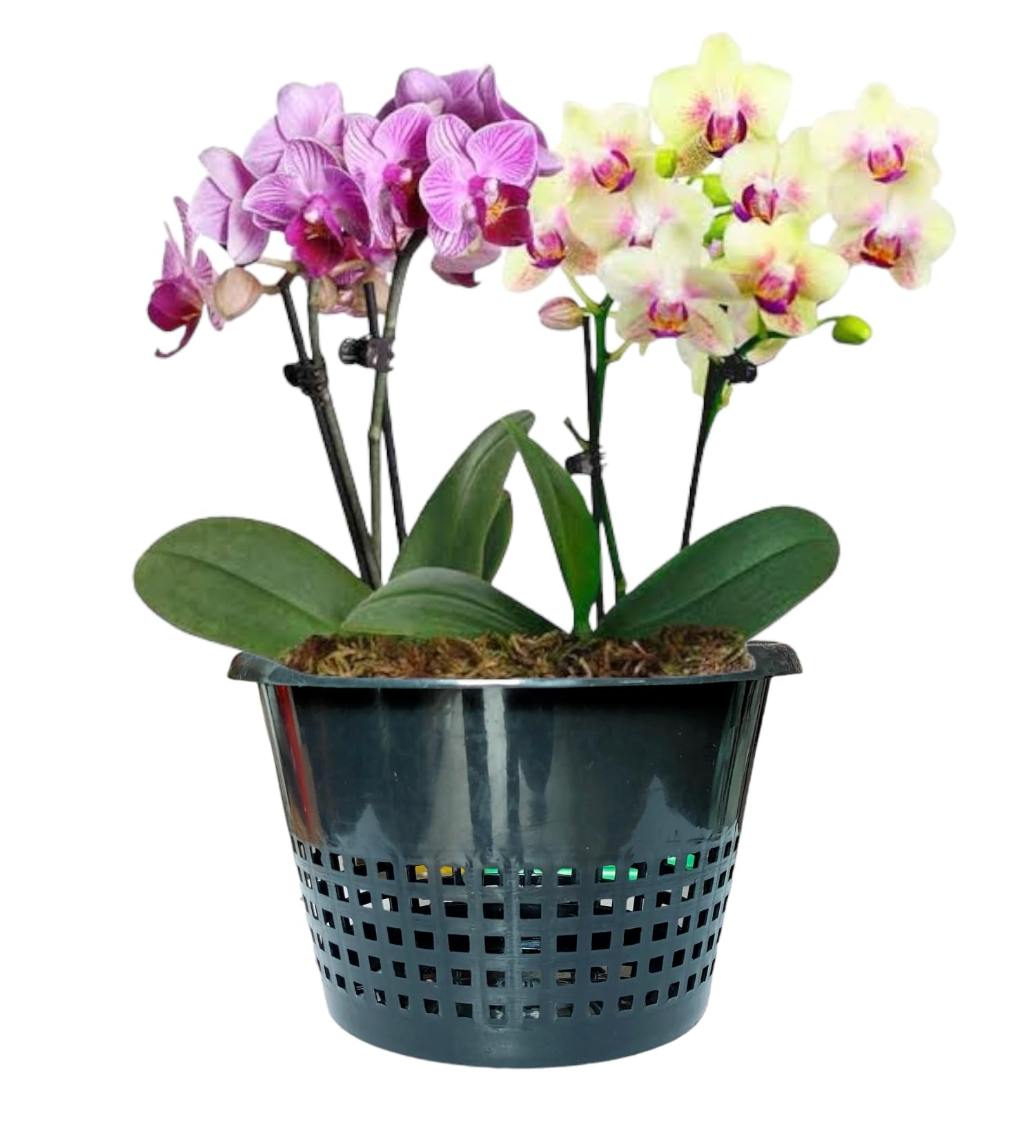 YK PLASTICS , 8 INCH Orchid Plant Pot Plastic 8 Inch Orchid/Hydroponics Pot, Black, Set of 6 Pcs (Black) (B0CHFK3L2M) Amazon Price History, Amazon Price Tracker