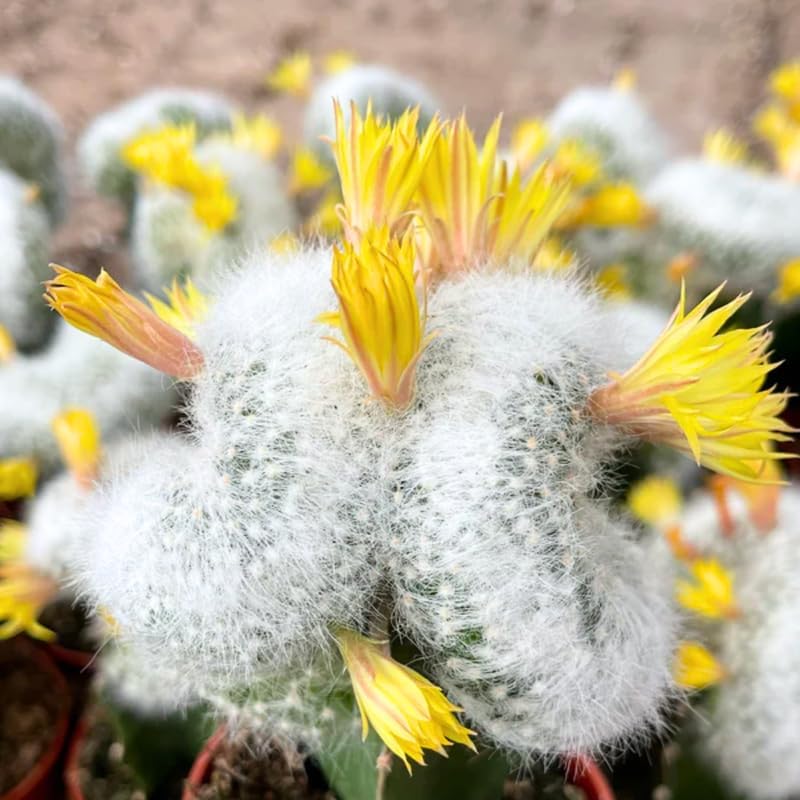 Blue Cactus Live Plant in 4" Pot, Rare Cactus Succulent for Home Décor, Indoor Outdoor Growing