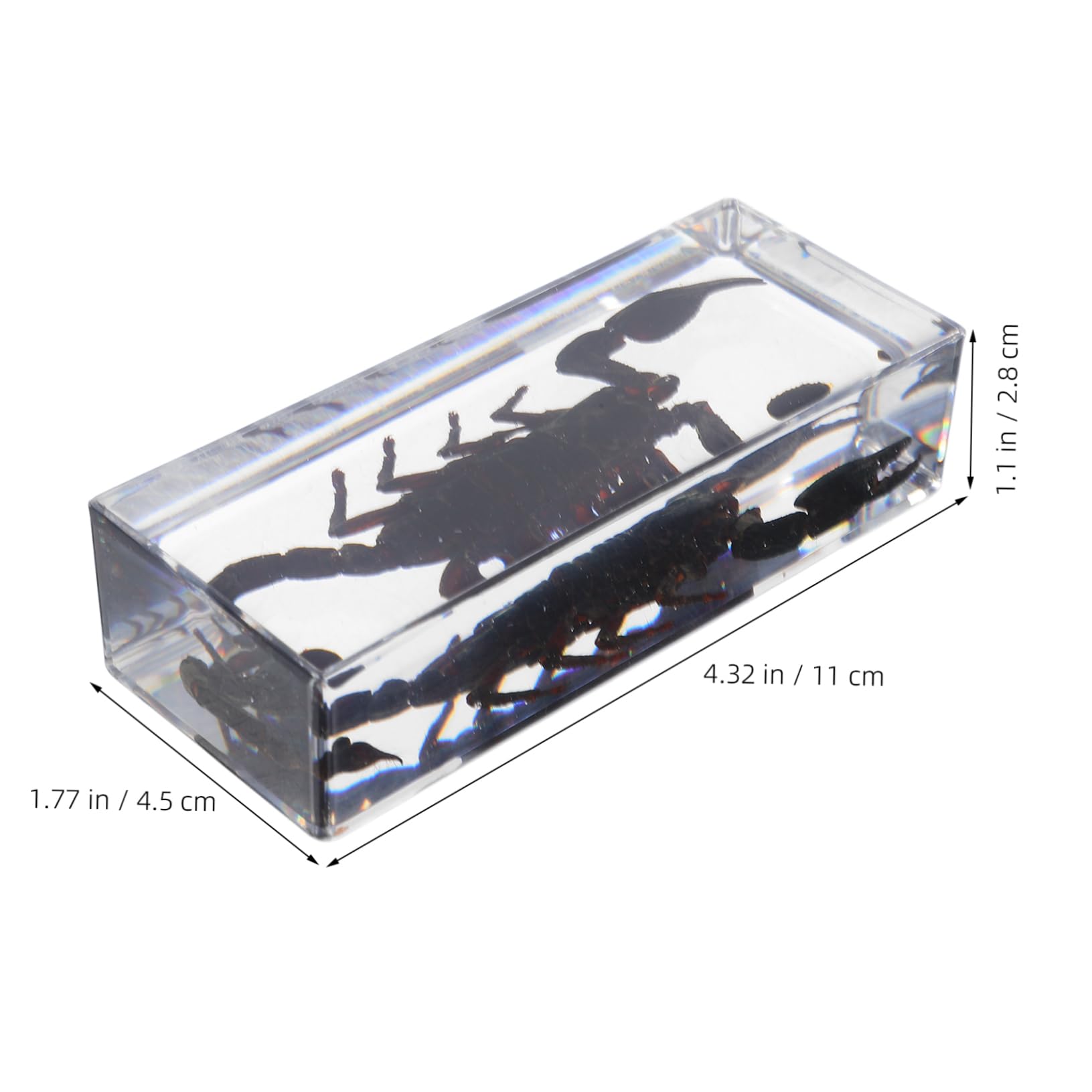 Veemoon Preserved Insect Specimens Paperweight Scorpion Display High Transparency Science Educ