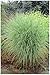 Produktbild 1 x Miscanthus sinensis 'Morning Light' im 1 Liter Topf (Ziergras/Gräser/Winterhart/Mehrjährig/Staude) Buntes Chinaschilf - Leichtigkeit und Glanz für Ihre Gartenlandschaft - von Stauden Gänge