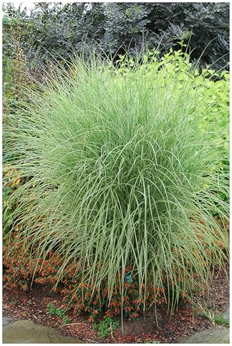 Stauden Gänge 1 x Miscanthus sinensis 'Morning Light' im 1 Liter Topf (Ziergras/Gräser/Winterhart/Mehrjährig/Staude) Buntes Chinaschilf - Leichtigkeit und Glanz für Ihre Gartenlandschaft