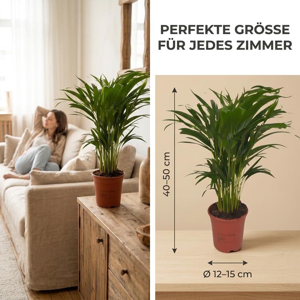 Goldfruchtpalme | 3er-Set | Dypsis lutescens | ca. 40-50 cm | ø 12-15cm Topf | Pflegeleichte Zimmerpflanzen für Wohnung und Büro | Qualität vom Pflanzen Profi | Ideale Raumbegrünung