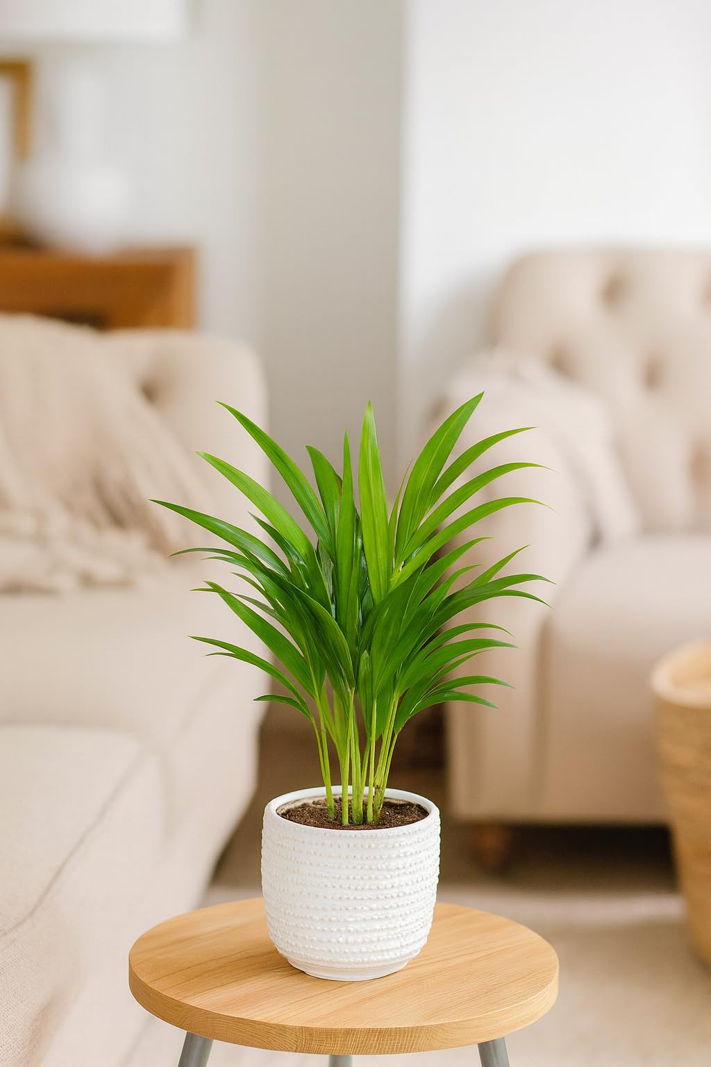 Prickle Plants Areca Palm - Elegant Indoor Palm with Arching Green Fronds, Tropical Houseplant for Stylish Home or Office Decor (30-40cm incl. 12cm Pot)