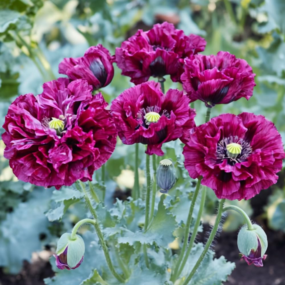 Poppy Paeony Purple Passion Seeds – Large, Luxuriant Blooms – Dramatic & Easy to Grow – Hardy Annual – for Your Beautiful Garden
