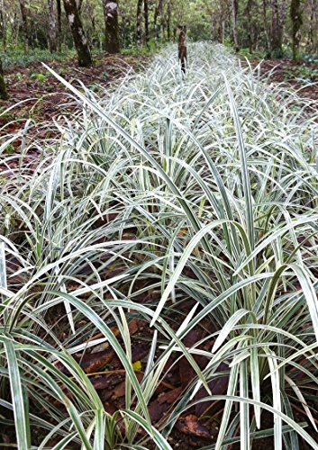 Aztec Grass - 15 Live Plants - Variegated Liriope Ophiopogon Intermedius Argenteomarginatus Evergreen Ground Cover #TOP2