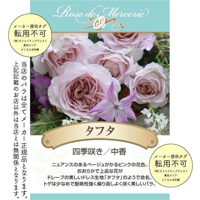 Amazon.co.jp: ［ タフタ 6号鉢 大苗 予約 ］ 鉢植え バラ 薔薇 河本