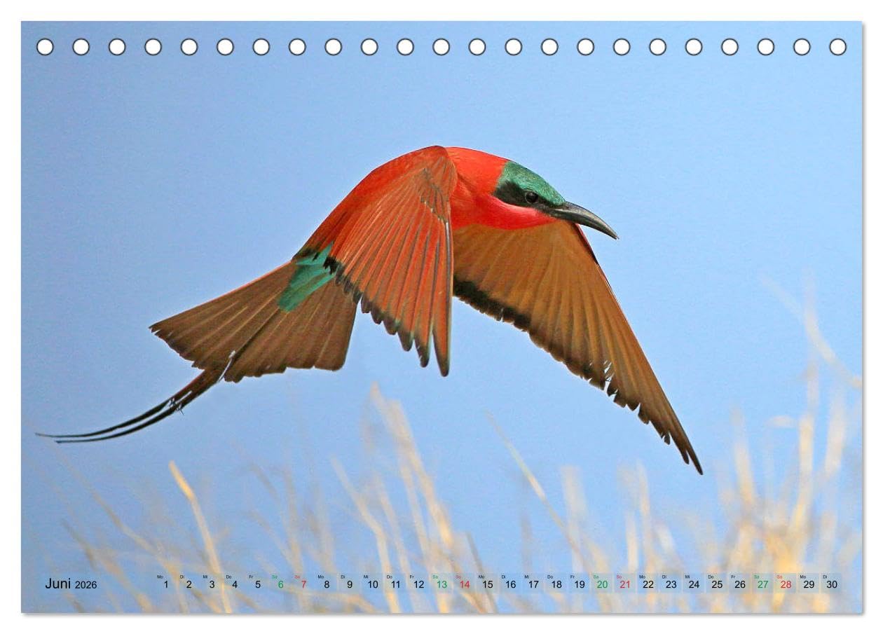 Vögel in Afrika - Magie der Farben (Tischkalender 2026 DIN A5 quer), CALVENDO Monatskalender: Afrika - auch ein Vogelparadies! (CALVENDO Tiere)