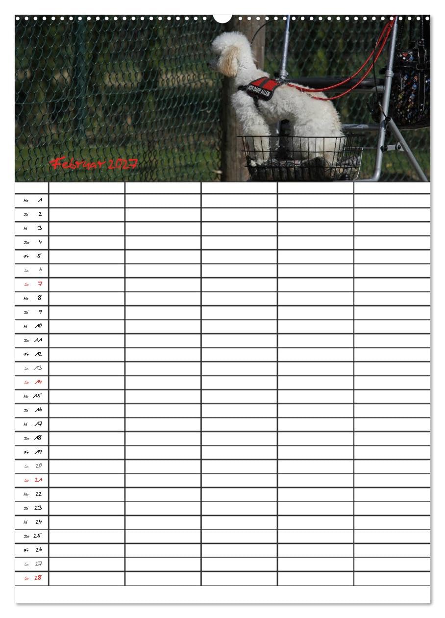 CALVENDO - Der Pudel-Familienplaner (Wandkalender 2027 DIN A2 hoch), Monatskalender: Der Pudel-Kalender für die ganze Familie