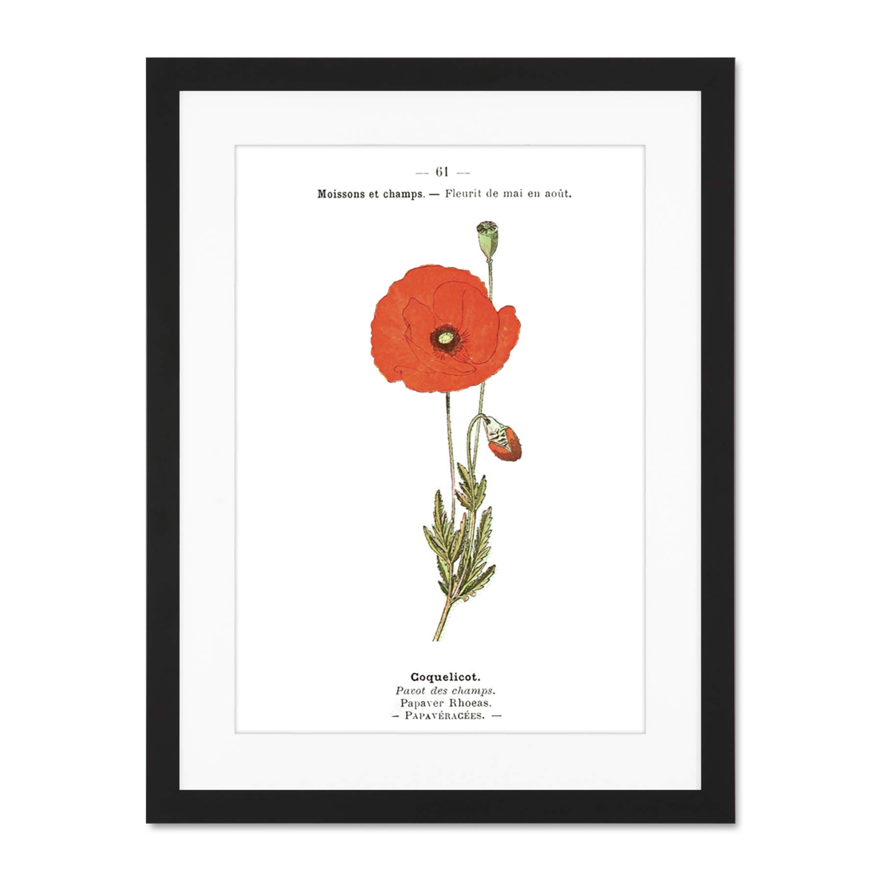 Flower Poppy Coquelicot Papaver Rhoeas Large Framed Art Print Wall Poster 18x24 inch
