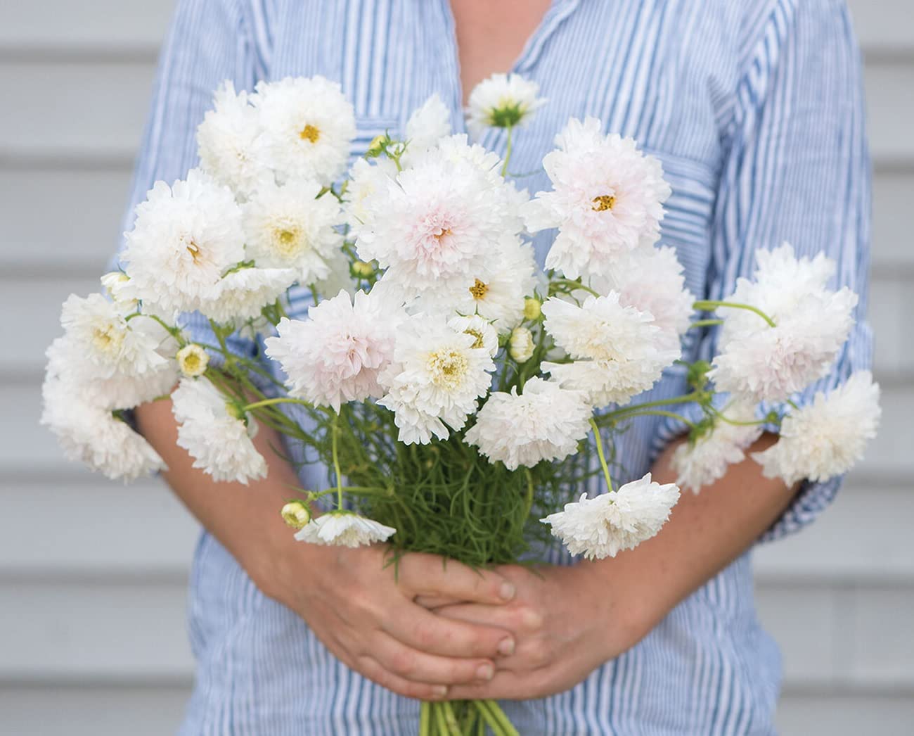 David's Garden Seeds Flower Cosmos Double Click Snow Puff 25 Non-GMO, Heirloom Seeds v