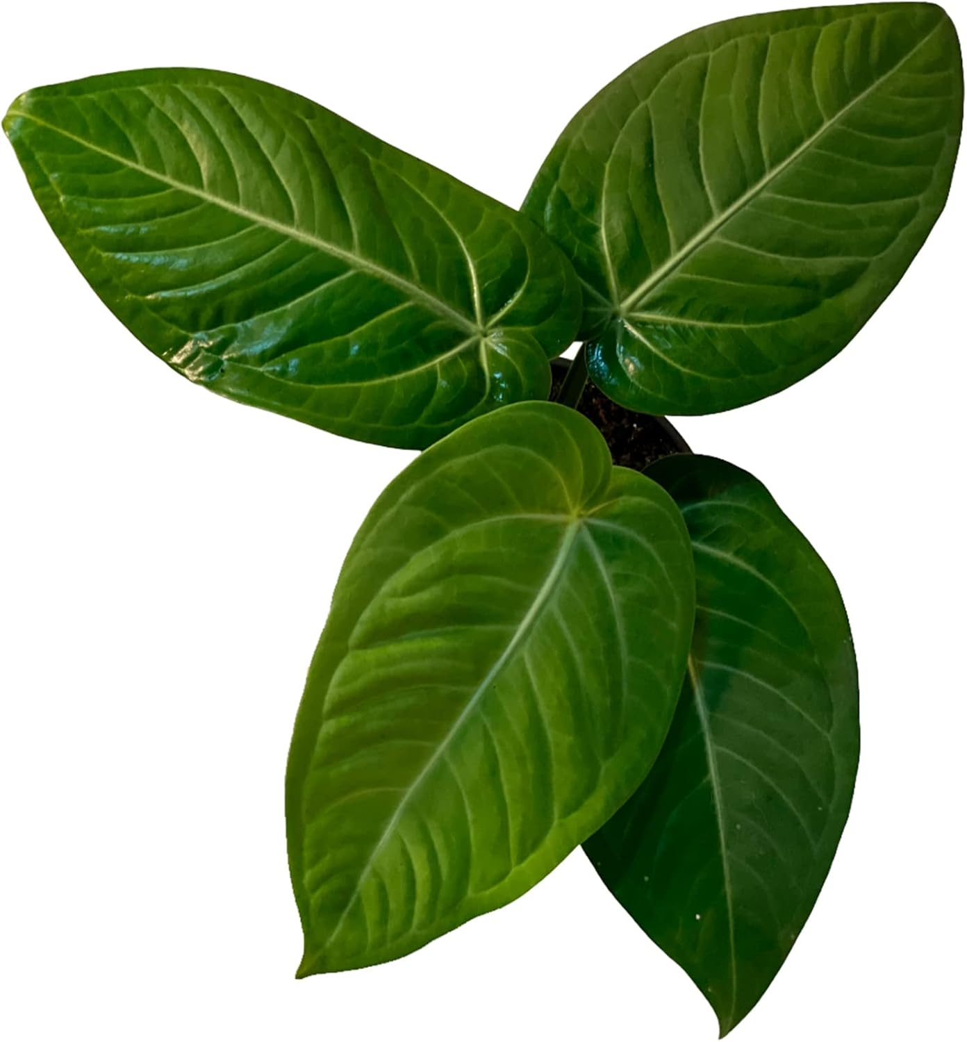 LEAL PLANTS ECUADOR Anthurium Villenaorum| Live Tropical Anthurium for Indoor Decor | Air-Purifying Elephant Ear Plant | Green Foliage Heart Plant | Low-Maintenance Live Houseplant for Home