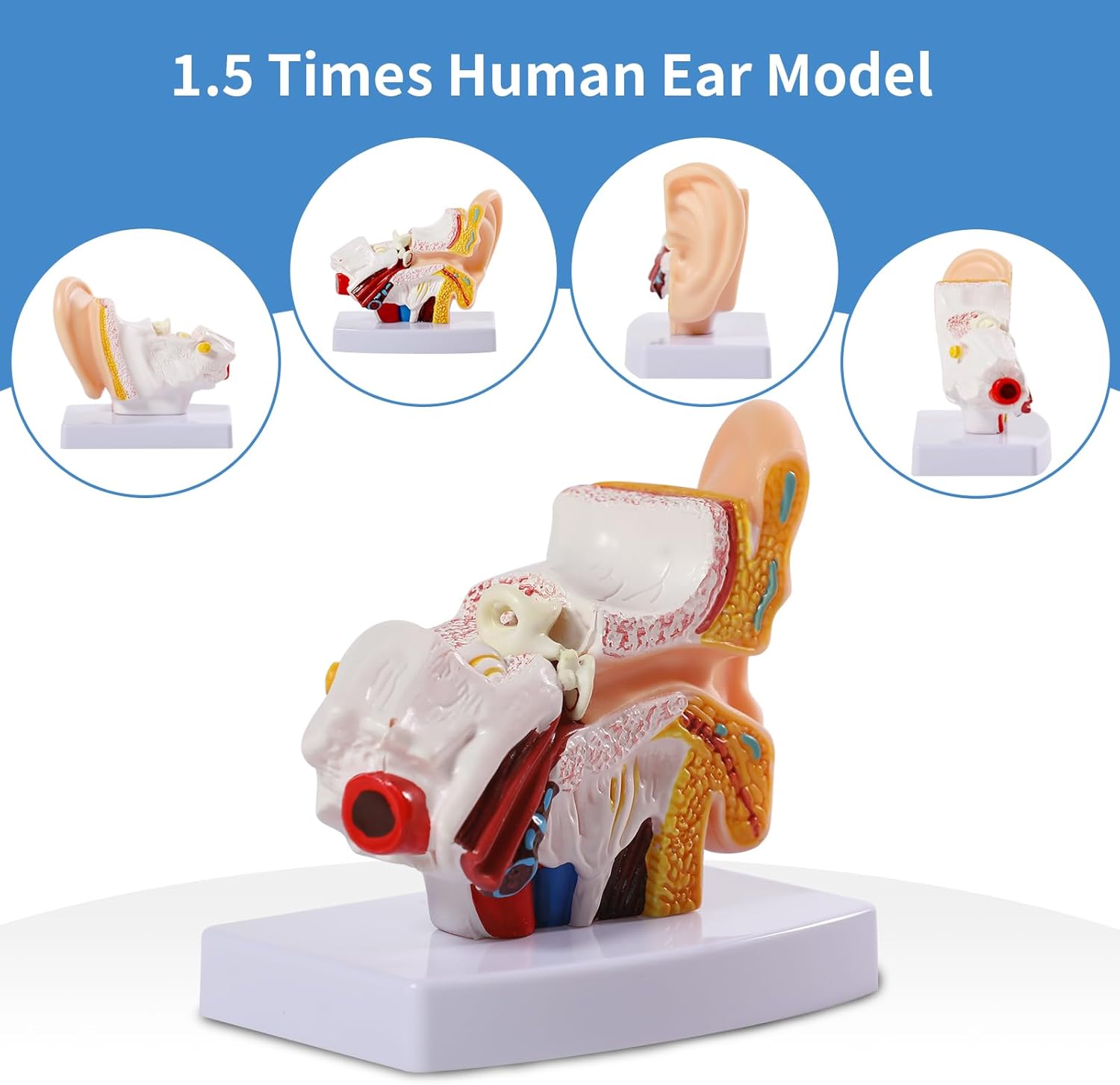 SFXYJ Ear Model 1.5X Enlarged Human, Ear Anatomy Model Outer Middle Inner Ear Model Professional PVC for Science Classroom Medical Anatomy and Physiology Study Teaching