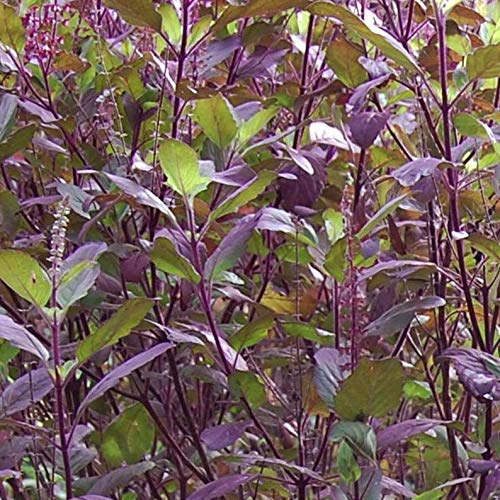 See full amazon price history chart for Vibex-™ VXI-01-Krishna Tulsi Seeds"Holy Basil" Vibex-™ VXI-01-Krishna Tulsi Seeds"Holy Basil" (B08X6GZFPL) Amazon Price History, Amazon Price Tracker