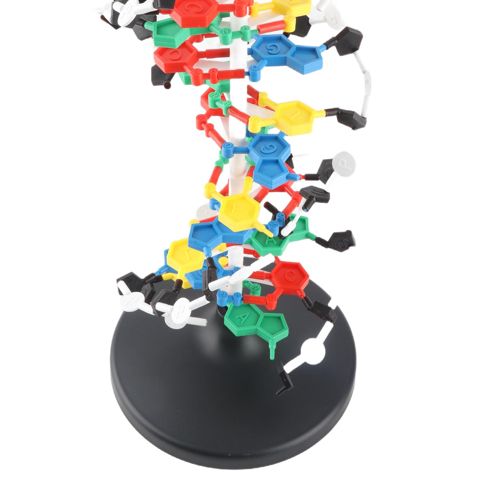 Modelo de Estructura de ADN de Plástico, Herramienta Educativa Detallada de Doble Hélice para Clases de Biología, Diámetro de 10A