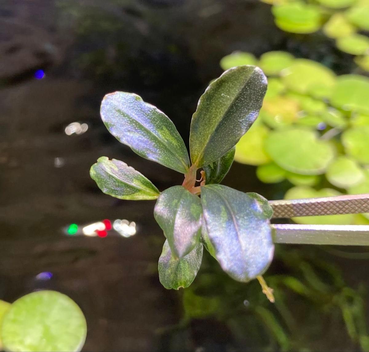 Bucephalandra sp. Variegataブセファランドラ バリエガータ 斑入り 無