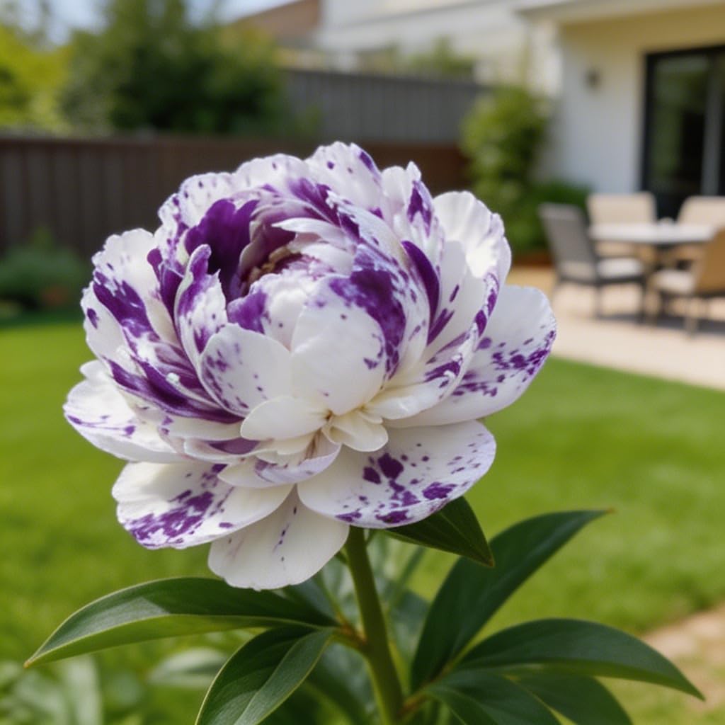 Peony Bulbs in Bulk: Hardy Perennial Peony Bushes for Garden Ready to Plant Garden Displays-2Bulbs -a