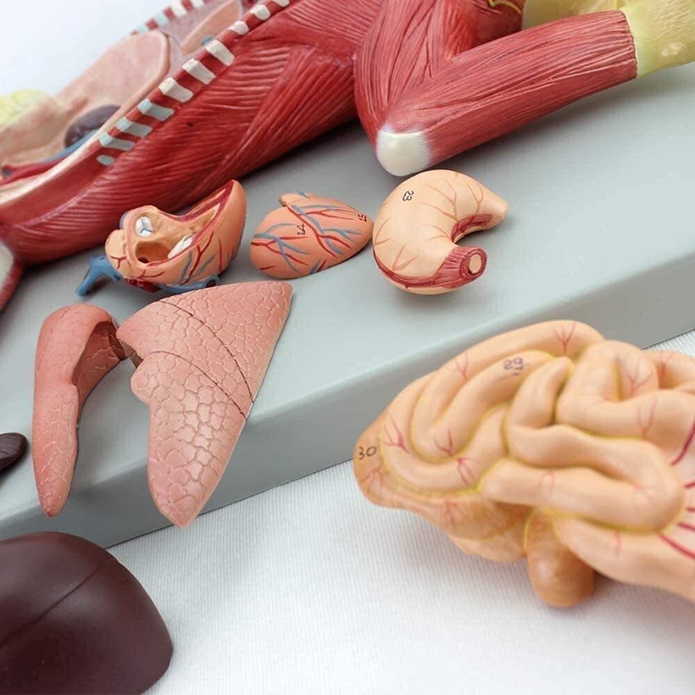 Model anatomiczny, zwierzę w rozmiarze życia kot oddzielony na 10 części model nauczania medyczny model narządów model szkieletu
