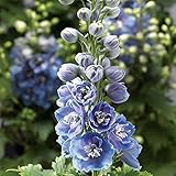 Park Seed Delphinium Flower Plant Seeds, Double Bloom, Easy to Grow, Perfect for Spring Garden, Delphina Light Blue, Pack of 25