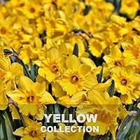 Vista 41 de Rodda Paint CASCADIA ZERO Interior Semi-Gloss Paint & Primer in One, Quart, Gold Tweed