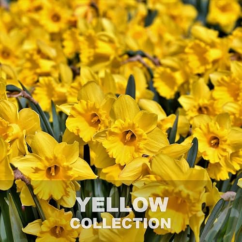 Miniatura 8 de Rodda Paint CASCADIA ZERO - Pintura e imprimación semibrillante para interiores en uno, cuarto de galón, rodaja de limón