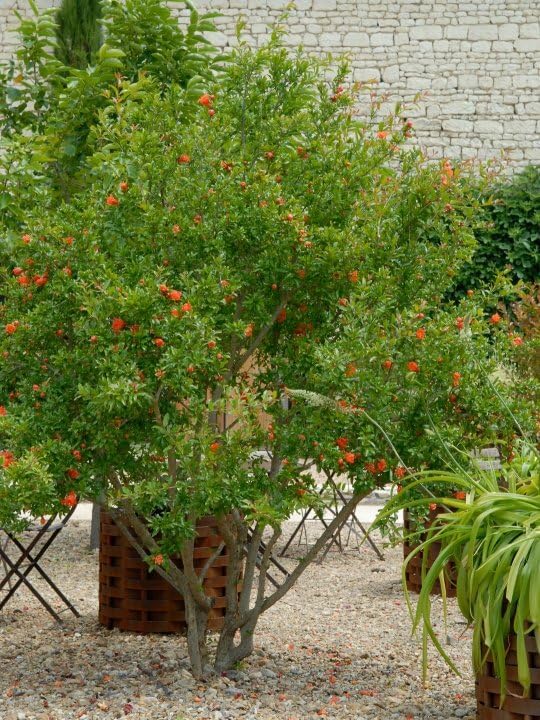 Miniatura 3 de 30 Punica Granatum Shrub Seeds  Semillas de Fruta de Granada