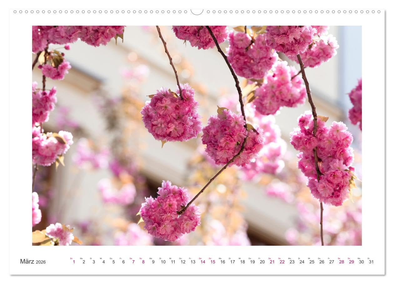 Japanische Kirschblüte in Bonn (hochwertiger Premium Wandkalender 2026 DIN A2 quer), Kunstdruck in Hochglanz: Die Altstadt erstrahlt in Pink und Rosa (CALVENDO Orte)