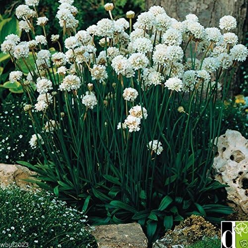 Miniatura 2 de Alba - Thrift de flores blancas - Bueno para flores cortadas, perennes (50 semillas)