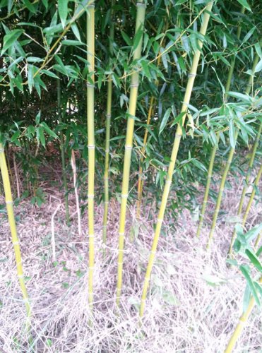 Box of 5 Phyllostachys Aureosulcata ‘Aureocaulis’, Golden Crookstem Bamboo, 1 Size Live Plant