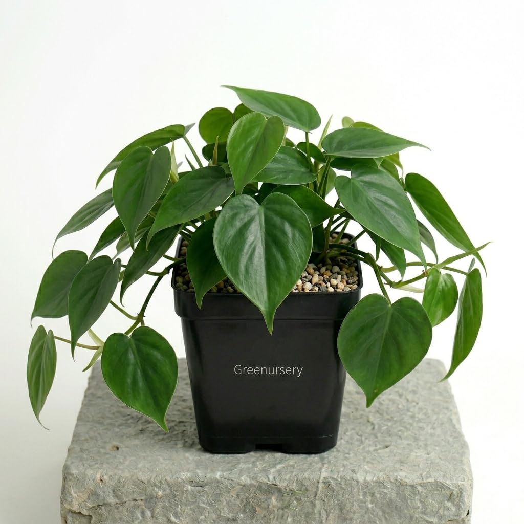 Live Philodendron Green Easy Grow Leafy Indoor Accent Plant-image-23