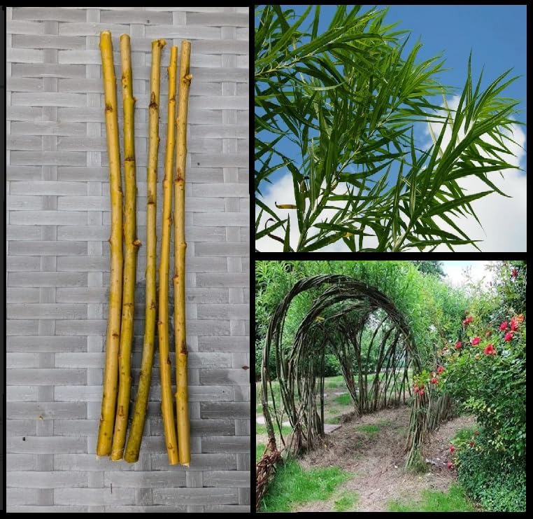 Living Willow Whips for Replanting. Salix viminalis/Common Osier, Straight Whips in Bundles, Grown Organically in UK, harvested and Handled by Hand, Native to The UK 5, 30cm/1ft