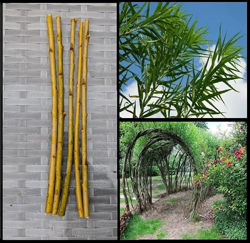 Living Willow Whips for Replanting. (Salix viminalis/Common Osier), Straight Whips