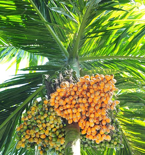 Cloud Farm Betel Nut Hybrid Live Plant-Grown From Specially Sorted Big Size Nut-Plant Height is about 2 Feet.[CF27]