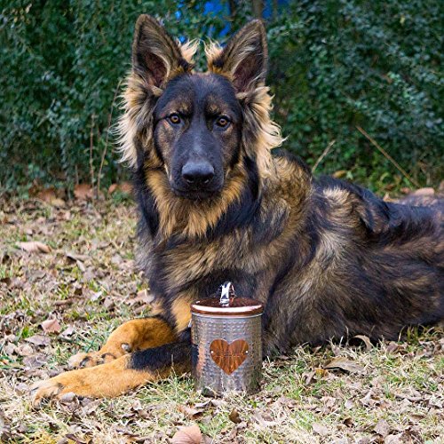 Amici Pet, , Rosie Treats Two Tone Metal Storage Canister, Food Safe, Made In India, Push Top Lid, 38 Ounces #TOP2