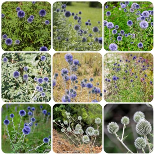 semillas de globo - Semillas de flores para invernaderos, balcones y prados, perennes y resistentes. plantas decorativas perennes resistentes Semillas de pradera de flores para 300pcs