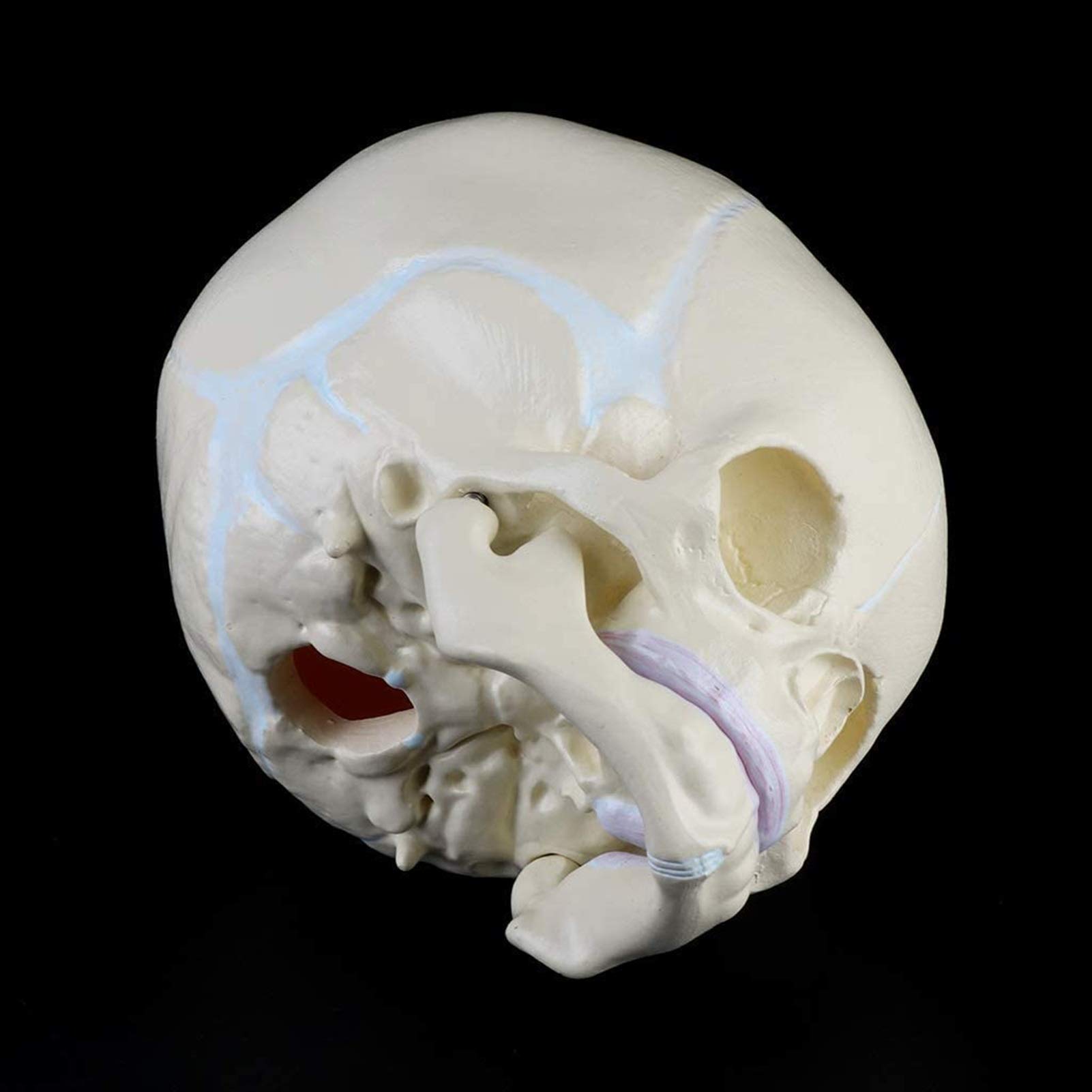 Model edukacyjny 1: 1 Ludzki płód, dziecko, niemowlę, medyczna czaszka, anatomiczny model szkieletu, materiały dydaktyczne do nauk medycznych