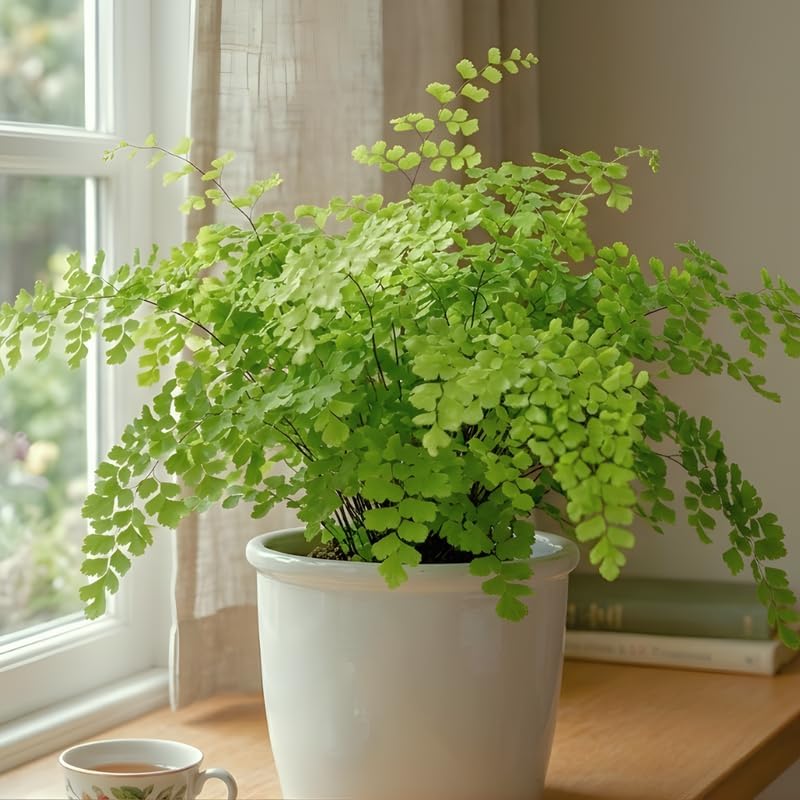 10 Maidenhair Ferns Live Plants Outdoor, Well-Rooted Rhizome Starters, Cold-Hardy Shade Plant for Home Landscapes and Large Pots