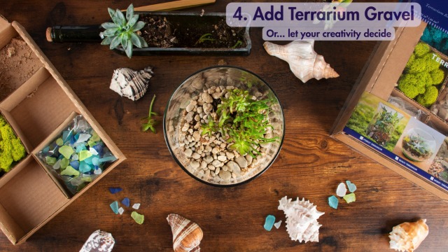 Amazon.com: SuperMoss (90422) Beach Terrarium DIY Kit – Create