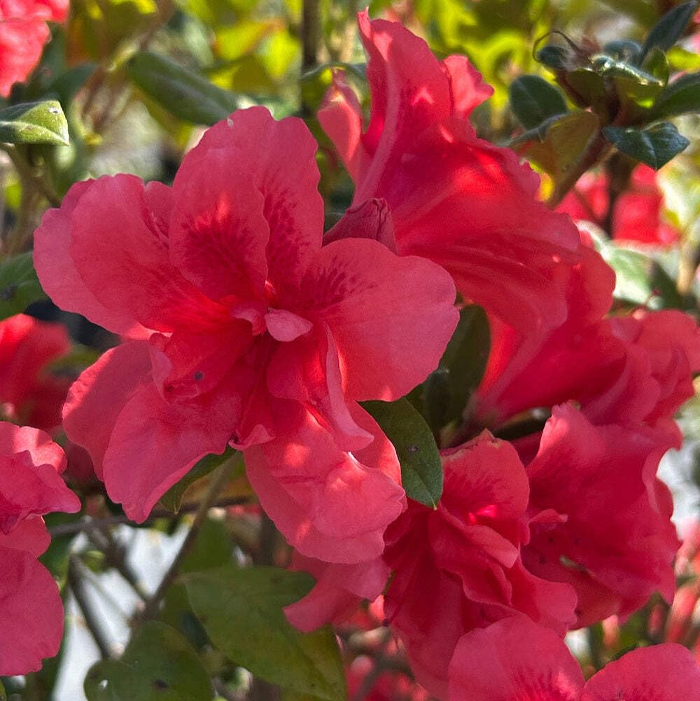Amazon.com : Azalea Encore® Autumn Princess® - 3 Gallon Pot, Live