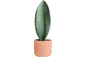 Costa Farms Cat Palm Live Snake Plant