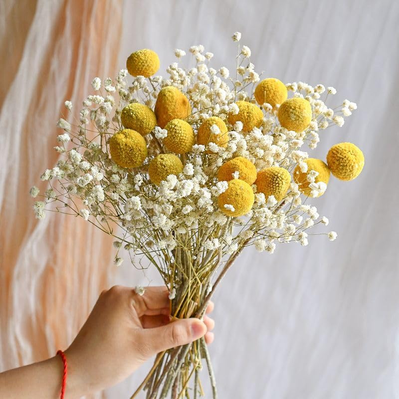 Ramo de flores secas Babys Breath con Craspedia 17 pulgadas miniatura 1