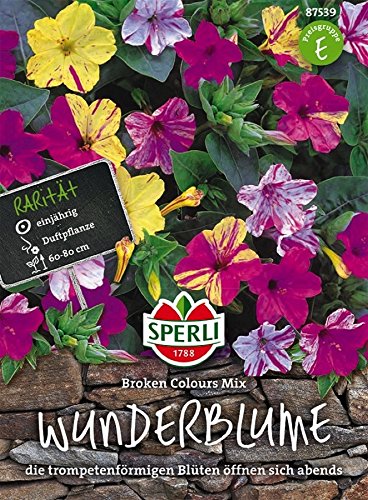 Wunderblume, Broken-Colours Mix