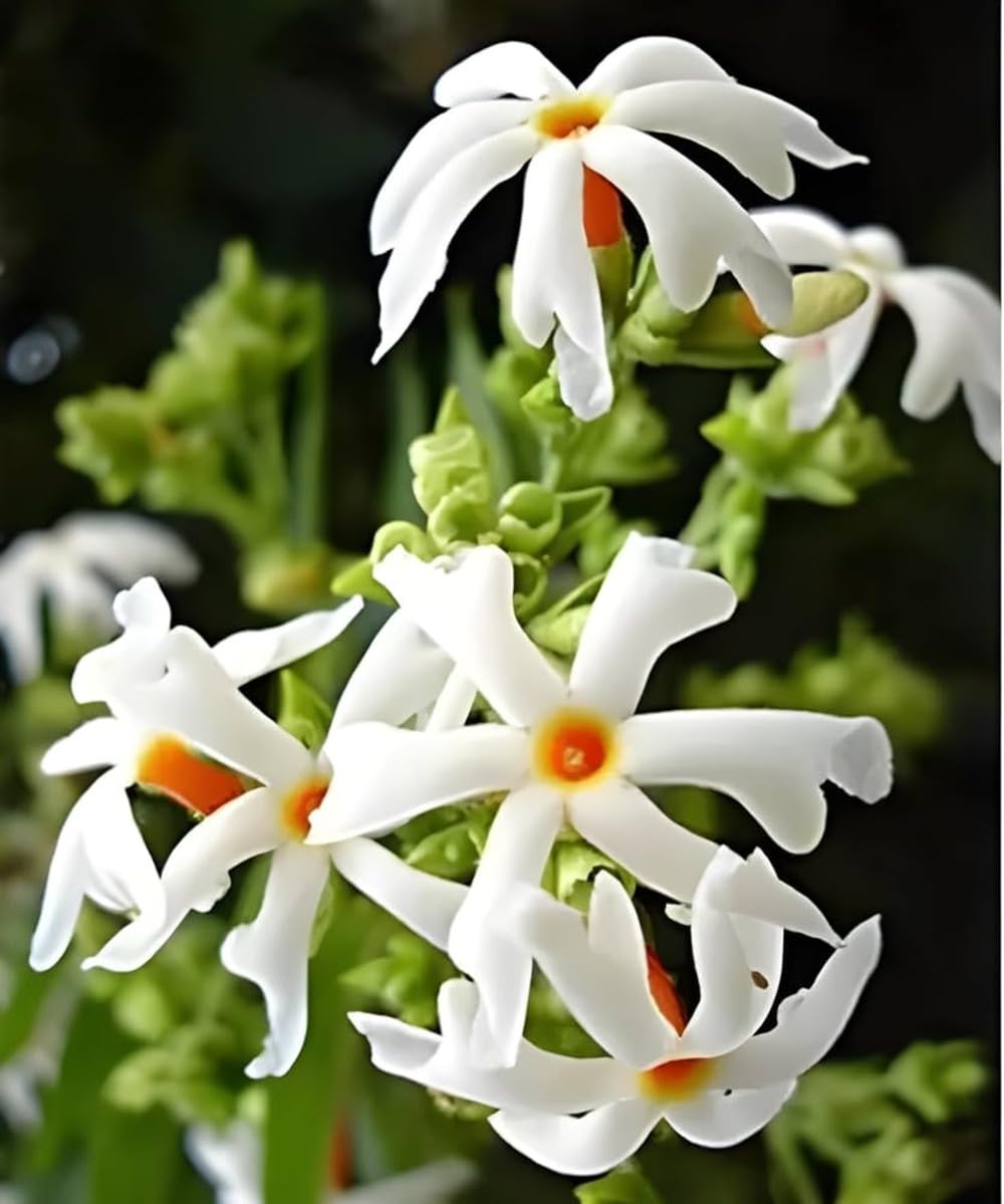 35+ SEEDS- Night-Blooming Jasmine चमेली Flower Seeds For Planting- Home Garden Seeds Pack (B0D6CT4RPV) Amazon Price History, Amazon Price Tracker